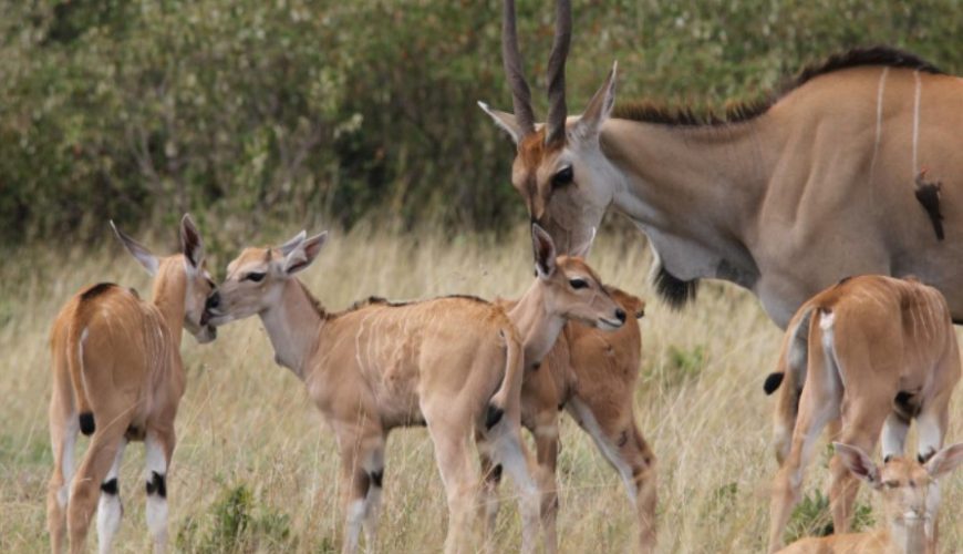 African antelopes found in the pearl of Africa