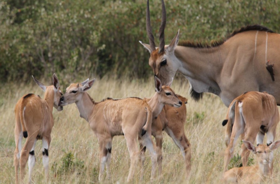 African antelopes found in the pearl of Africa