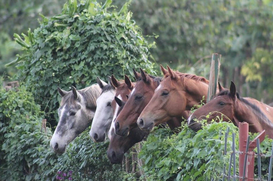 Horseback riding is popular along River  Nile in Jinja and in the surrounding neighborhoods. to experience horseback riding