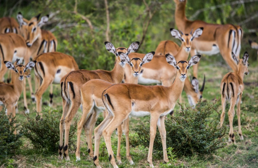 African antelopes found in the pearl of Africa