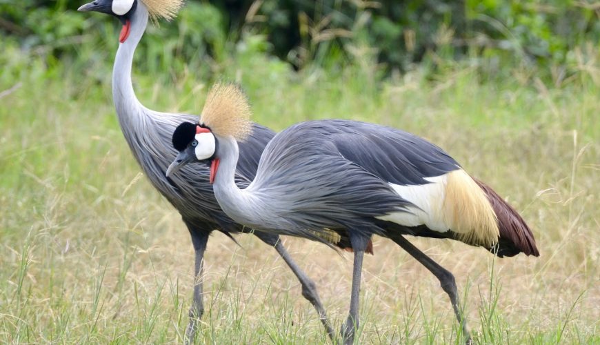 Gorilla Tours | Birding In Uganda | Gorilla trekking | Uganda Safaris