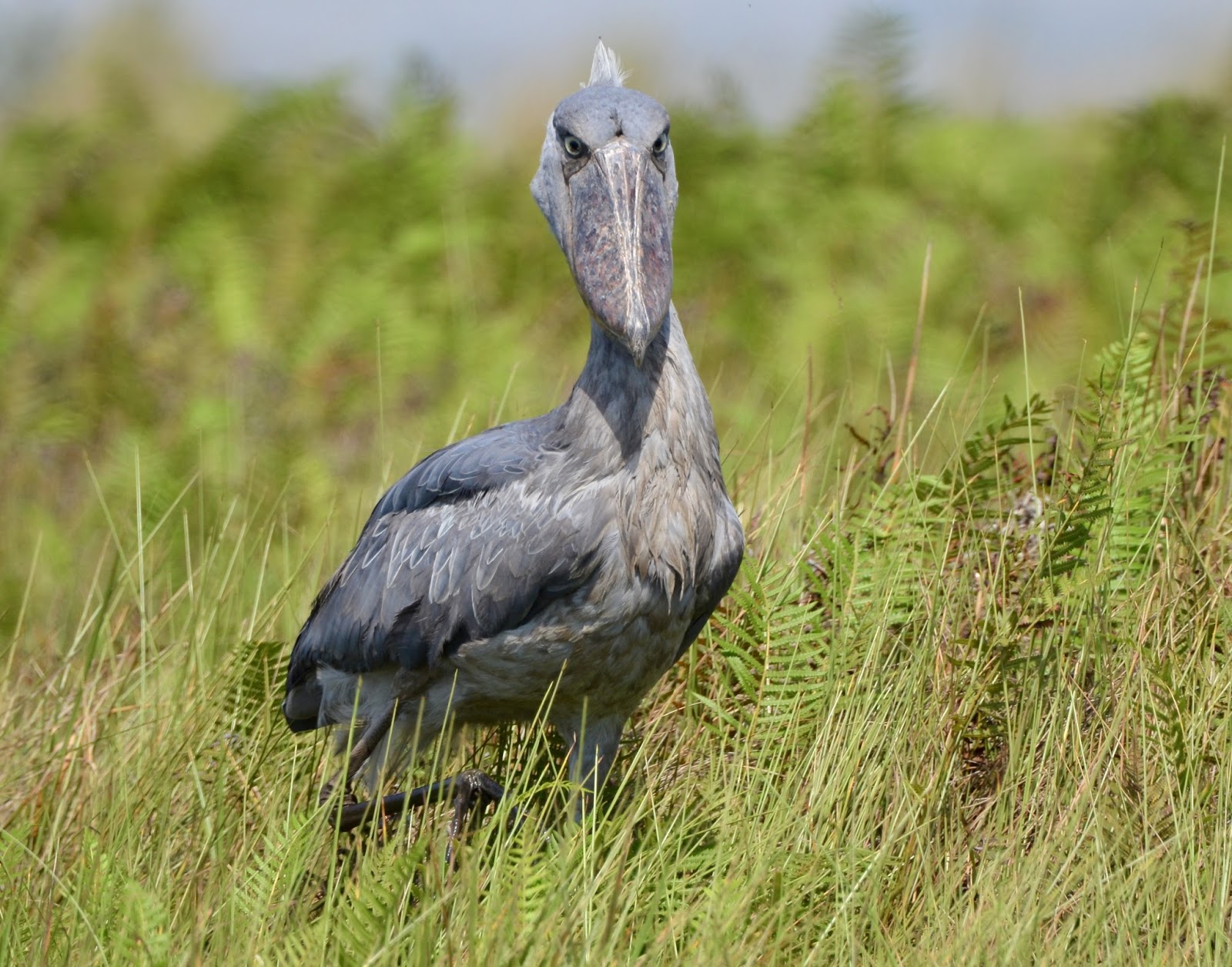 The bird watching checklist for Uganda birding safari