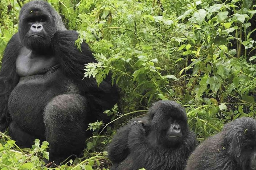 census of mountain gorillas