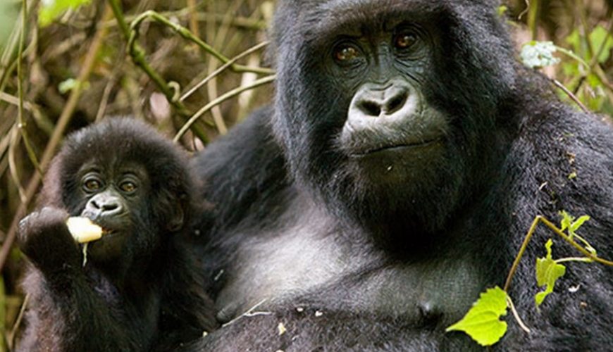 census of mountain gorillas