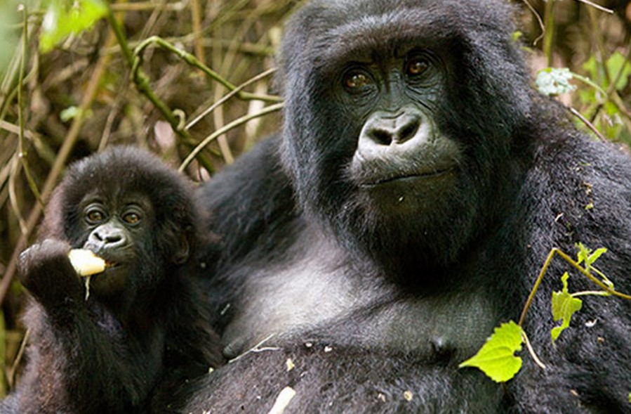 census of mountain gorillas