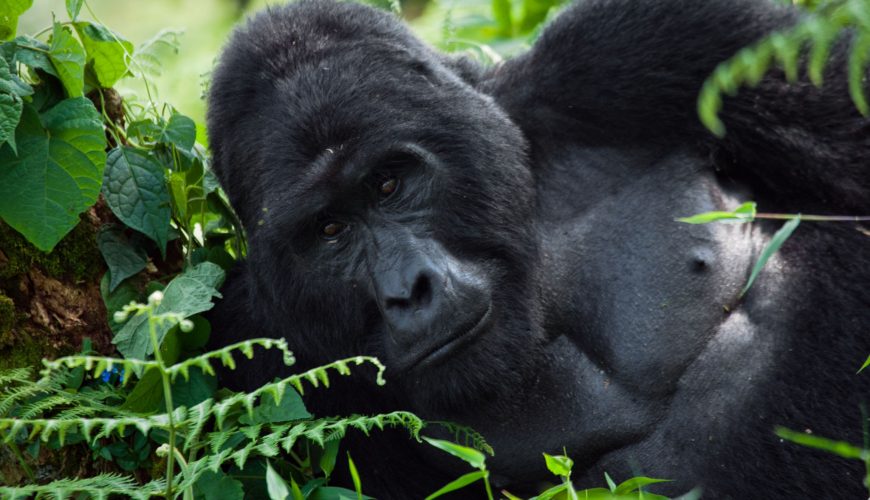 Best Uganda Gorilla Trekking Sector