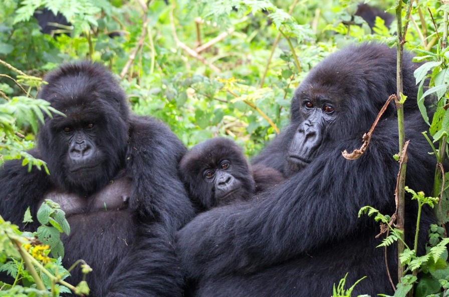 Best Uganda Gorilla Trekking Sector