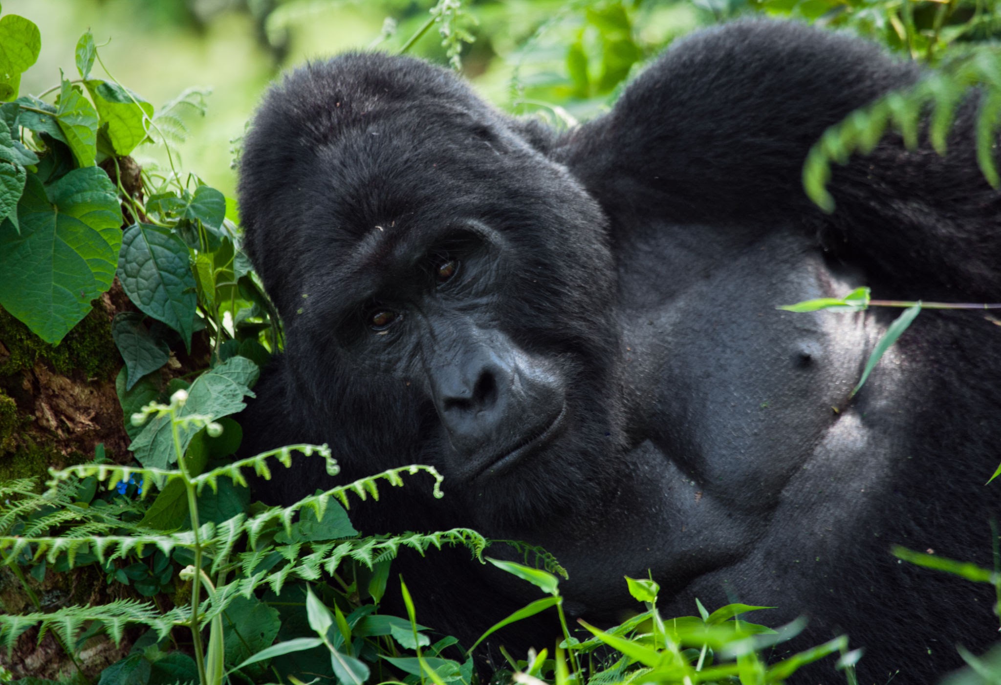 Best Uganda Gorilla Trekking Sector