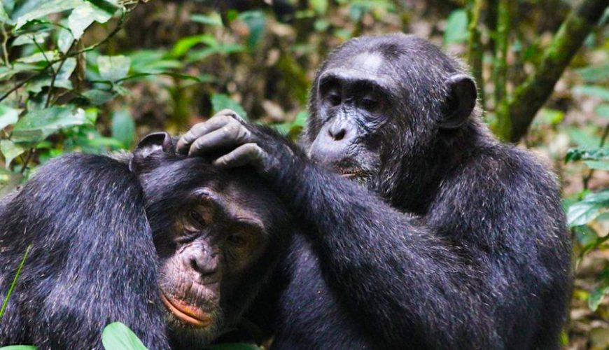 What To Expect On A Safari In Uganda?