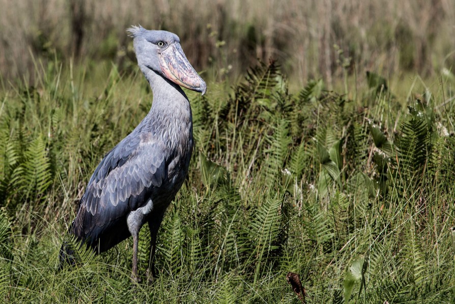 What To Expect On A Safari In Uganda?