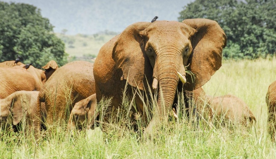 what-to-see in kidepo valley national park