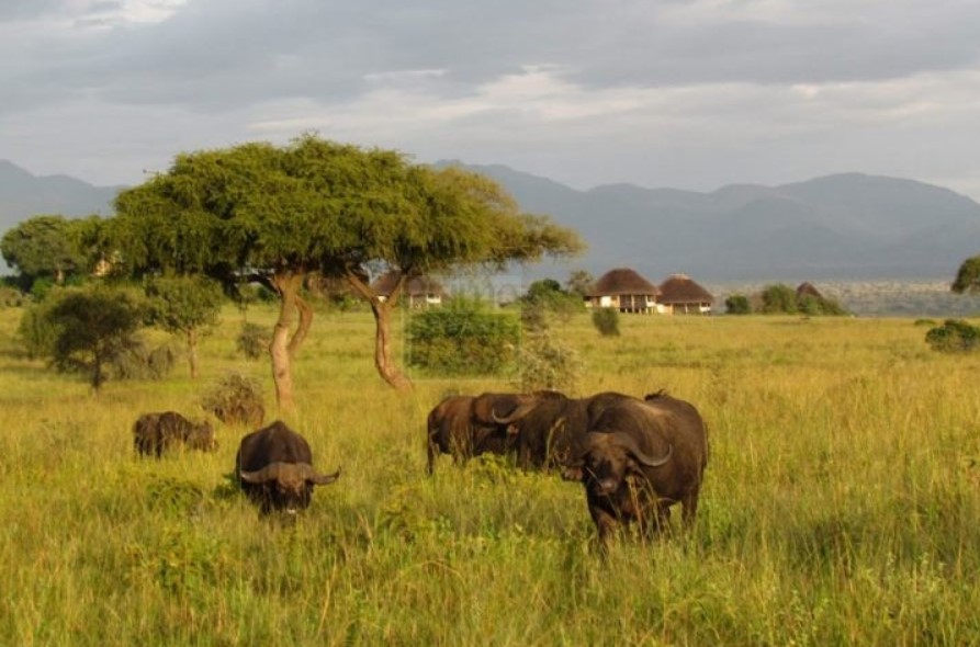 What to See In Kidepo Valley National Park?