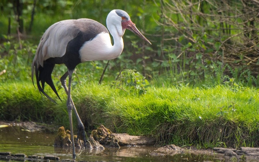 Bird watching in Jinja