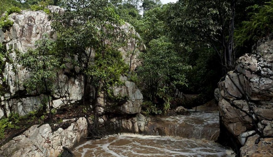 Gorilla Tours | Birding In Uganda | Gorilla trekking | Uganda Safaris