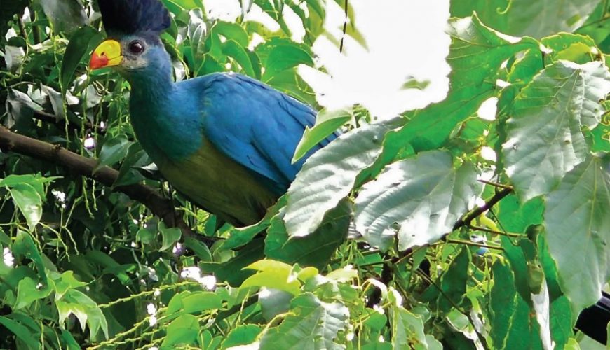Birding In Bigodi Wetland Sanctuary