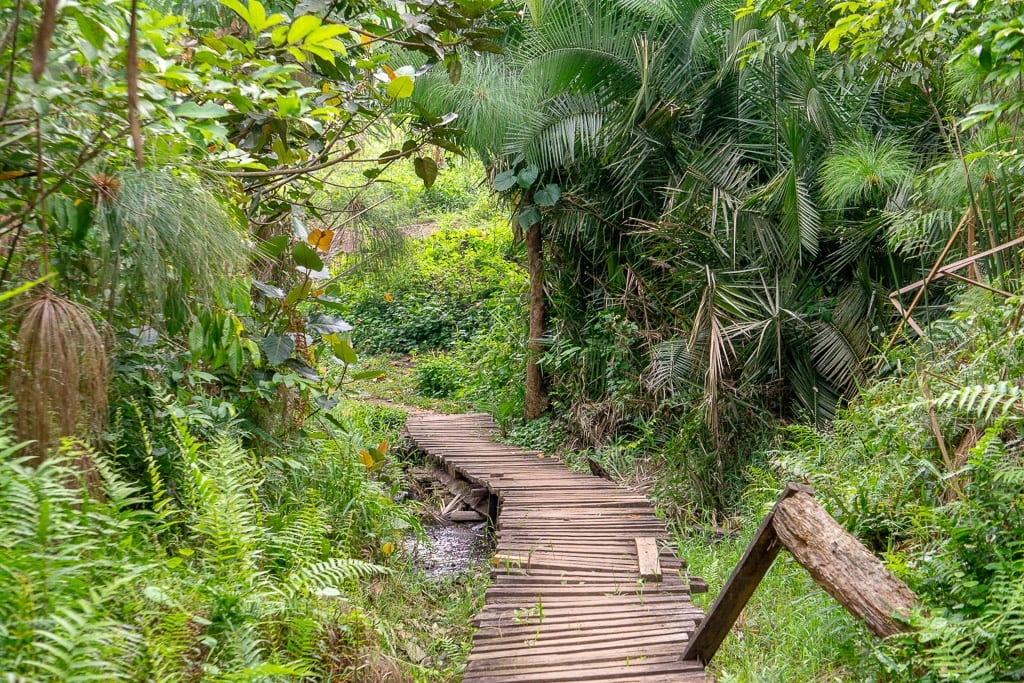 Birding In Bigodi Wetland Sanctuary