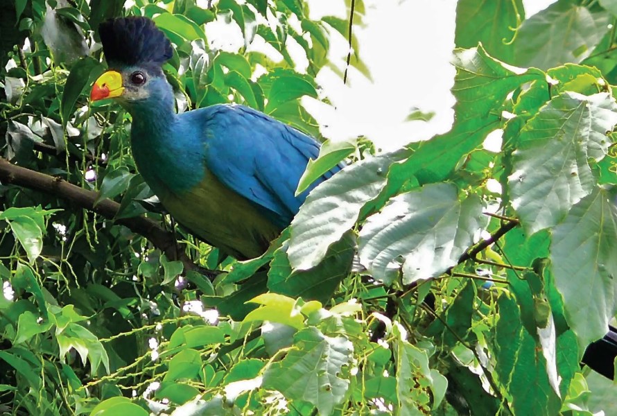 Birding In Bigodi Wetland Sanctuary