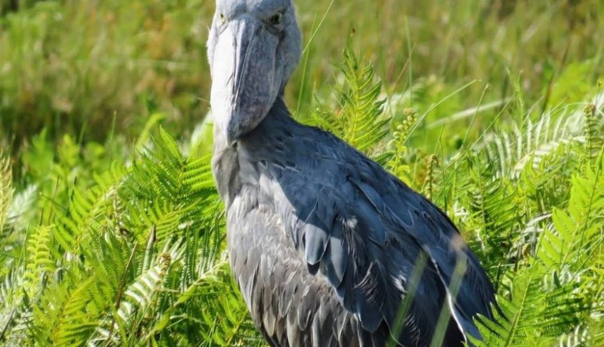 Birding In Mabamba Wetland Sanctuary