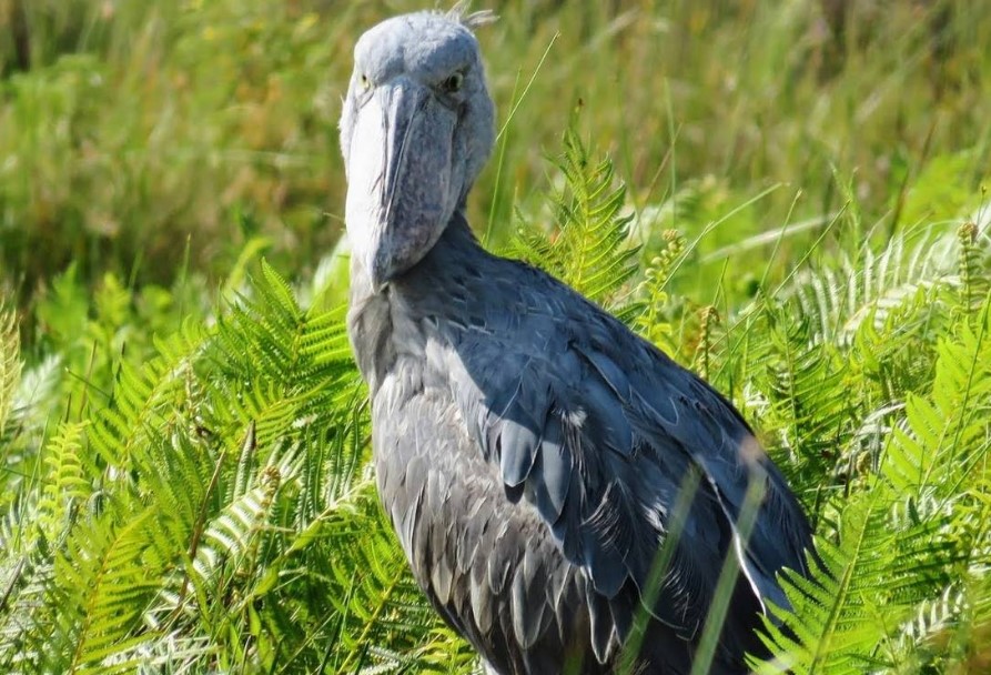 Birding In Mabamba Wetland Sanctuary