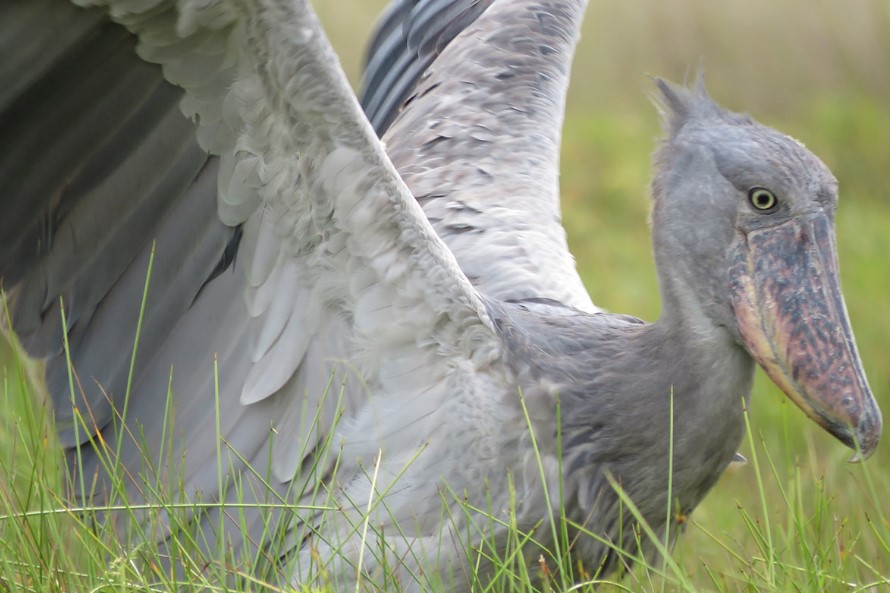 Mabamba Birding Sanctuary