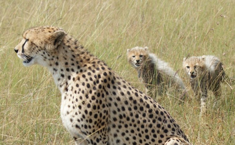 Best Places To See Cheetahs In Uganda - fastest land mammals