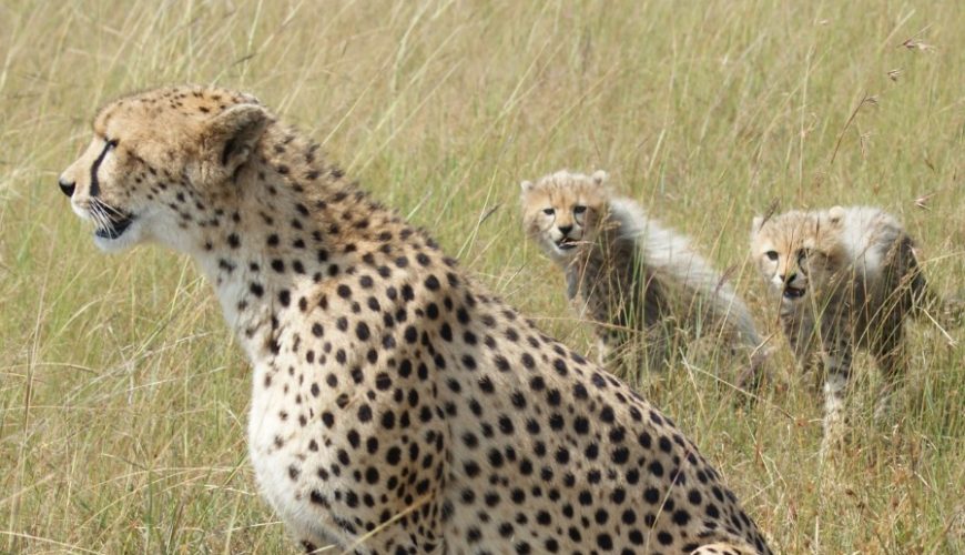 Best Places To See Cheetahs In Uganda