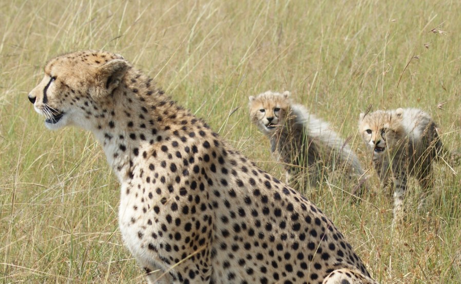 Best Places To See Cheetahs In Uganda