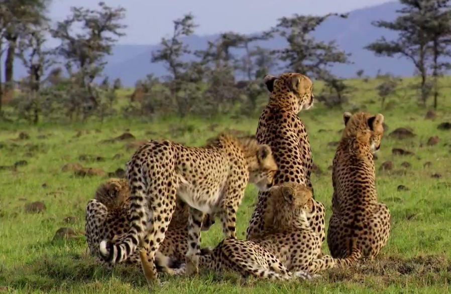 Best Places To See Cheetahs In Uganda