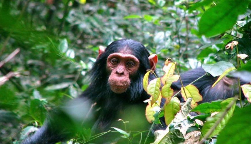 Kalinzu Forest Reserve