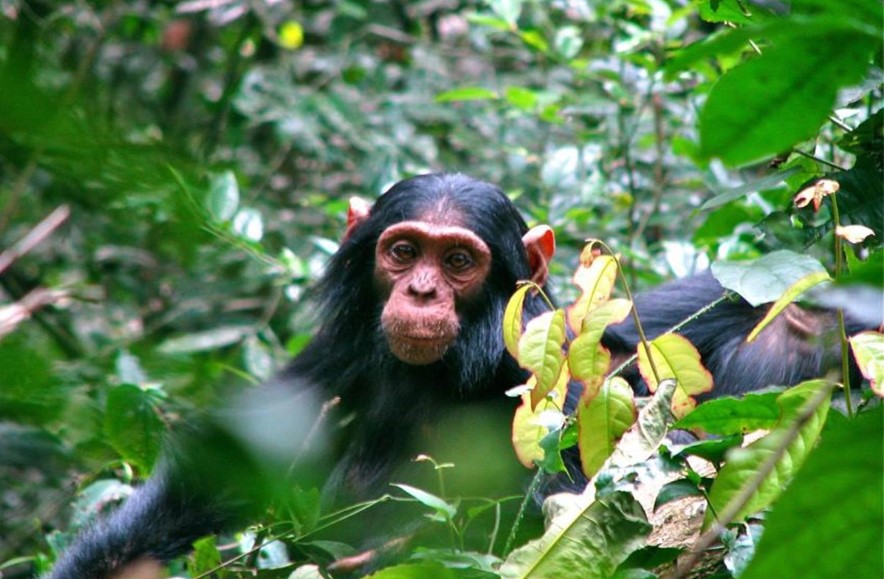 Kalinzu Forest Reserve