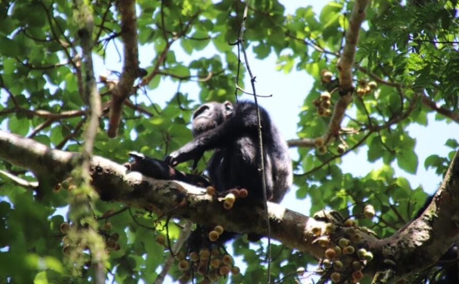 kalinzu Forest Reserve