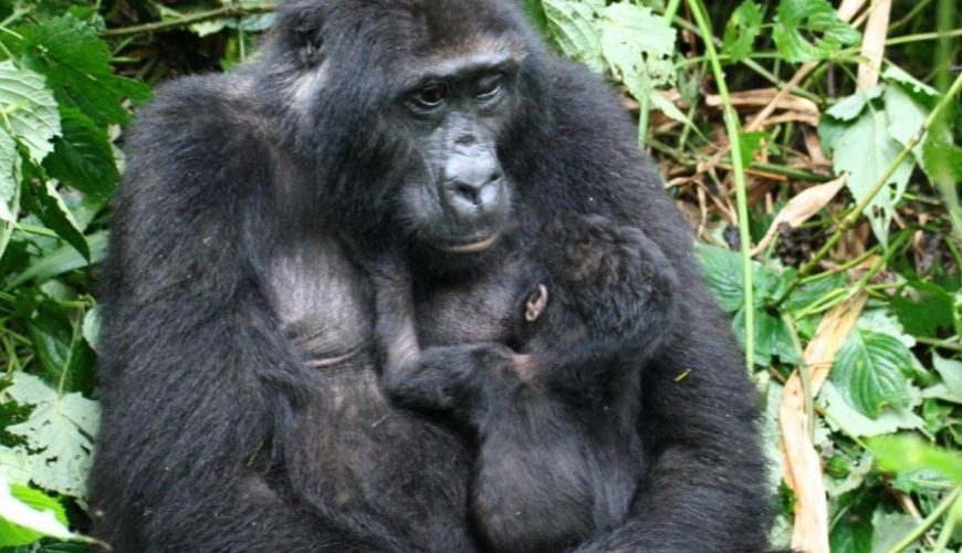 What Is Bwindi Impenetrable National Park Famous For?