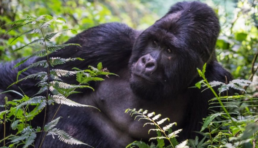 What Is Mgahinga Gorilla National Park Famous For?