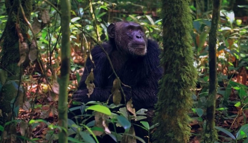 Gorilla Tours | Birding In Uganda | Gorilla trekking | Uganda Safaris