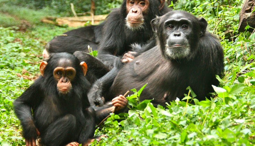 What Is Kibale Forest National Park Famous For?