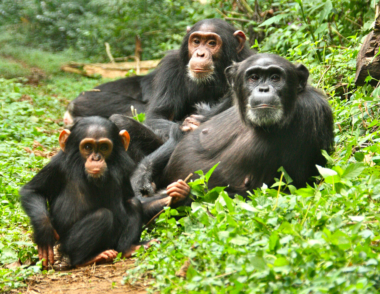 What Is Kibale Forest National Park Famous For?
