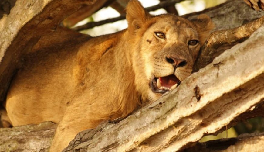 What Is Queen Elizabeth National Park Famous For?-Kazinga