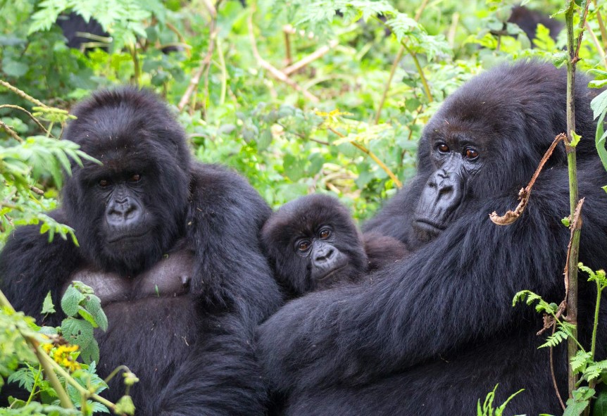 A Safari in Uganda