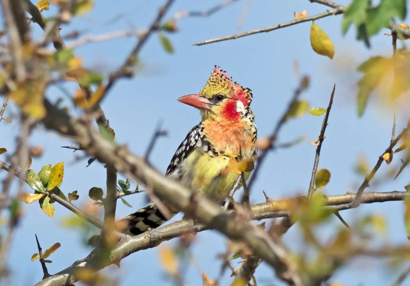 What Is Kidepo Valley National Park Famous For?