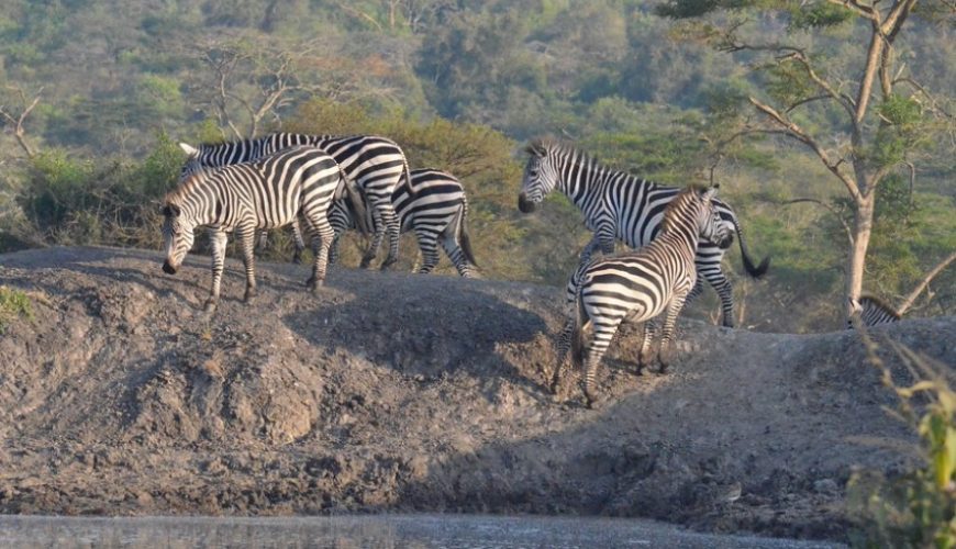 What Is Lake Mburo National Park Famous For?