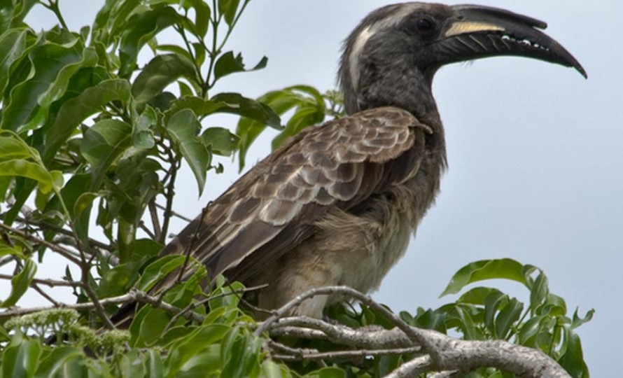 What Is Lake Mburo National Park Famous For?