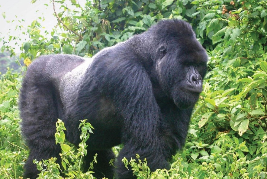 Mgahinga Gorilla National Park