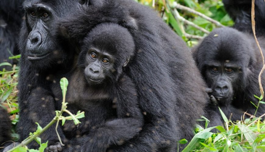 Frequently Asked Questions About Bwindi Impenetrable National Park