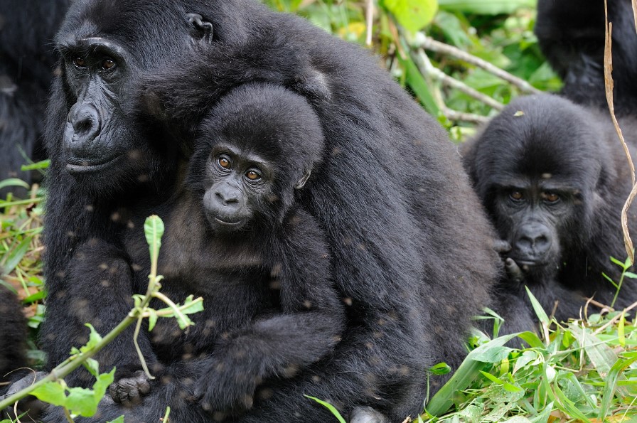 Frequently Asked Questions About Bwindi Impenetrable National Park