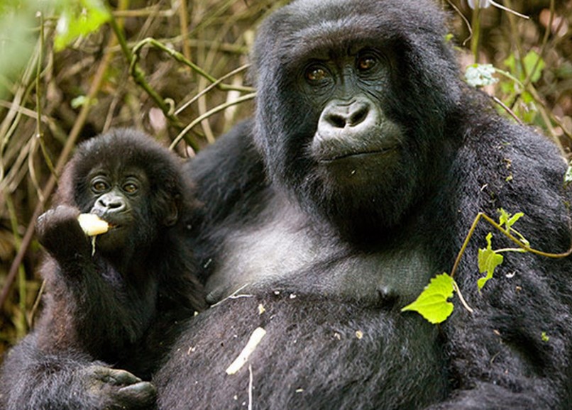 Age Limit For Gorilla Trekking Safaris In Uganda