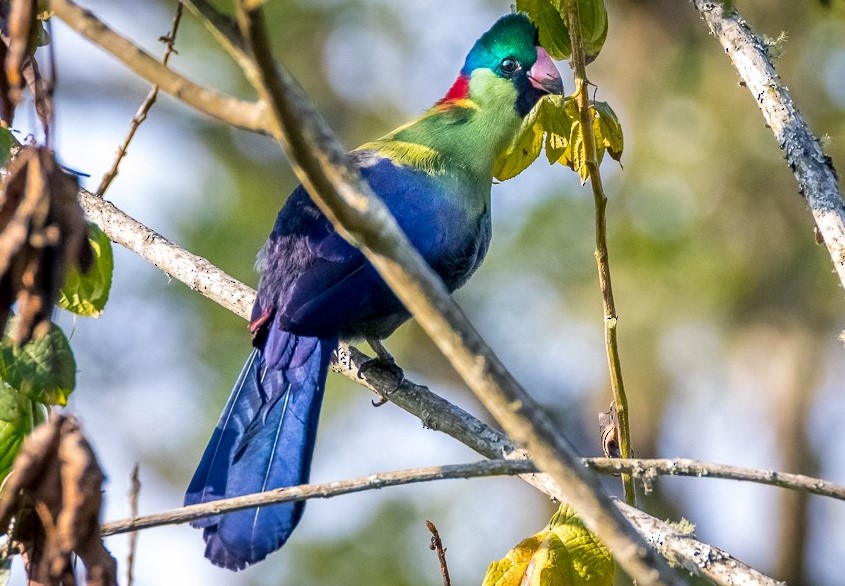 Echuya Forest Reserve