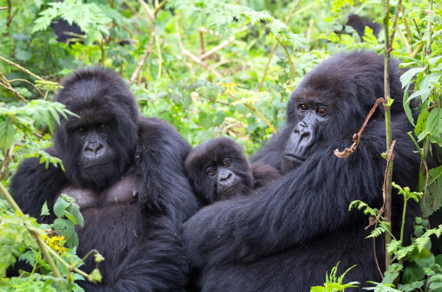 Booking Uganda Gorilla Trekking Holiday