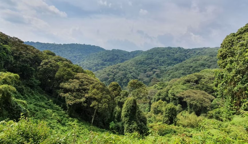 Echuya Forest Reserve