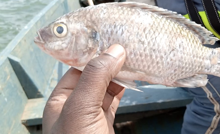 Fishing Safaris in Uganda