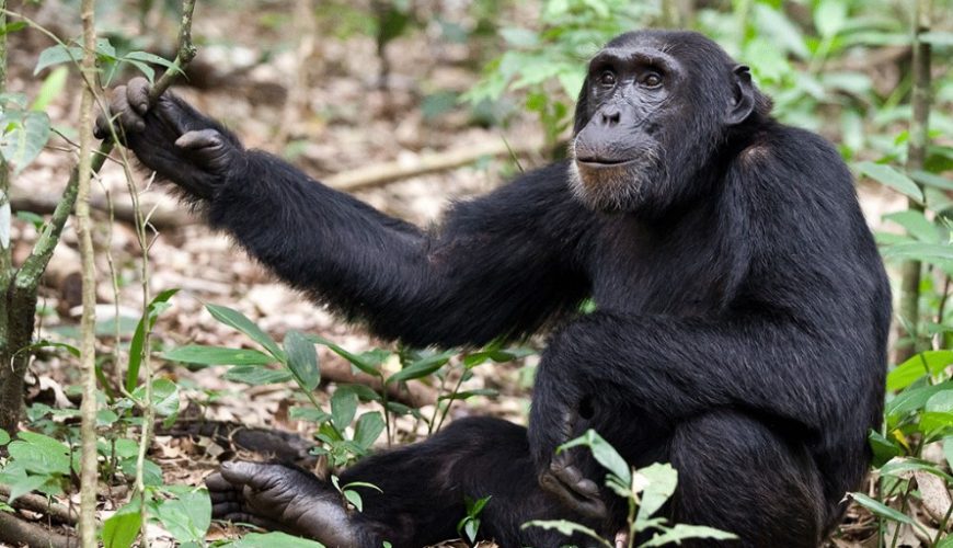 Forest Walks In Kibale Forest National Park